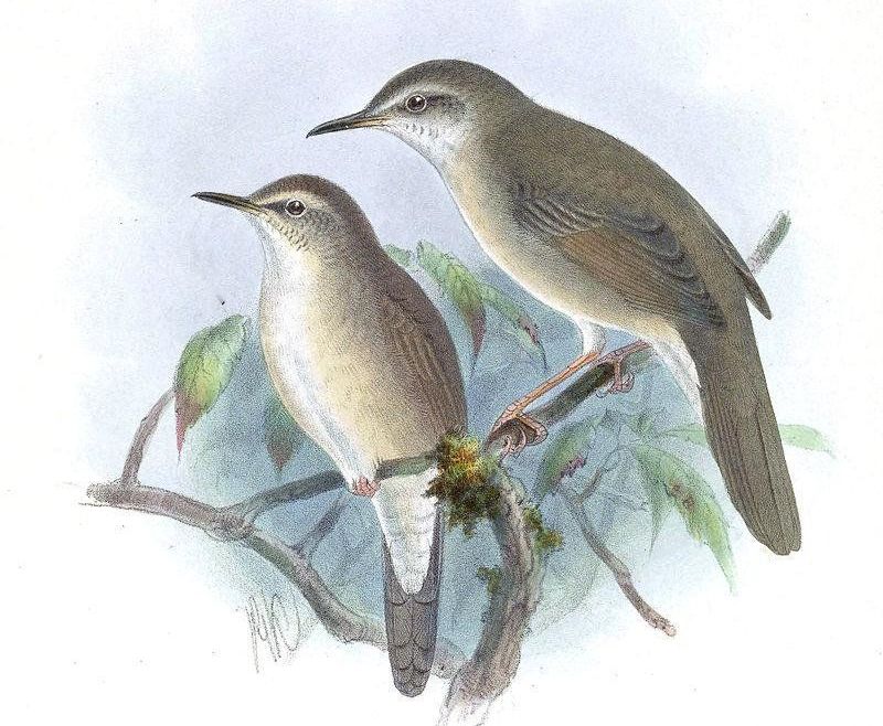 巨嘴短翅莺 巨嘴短翅莺的图片