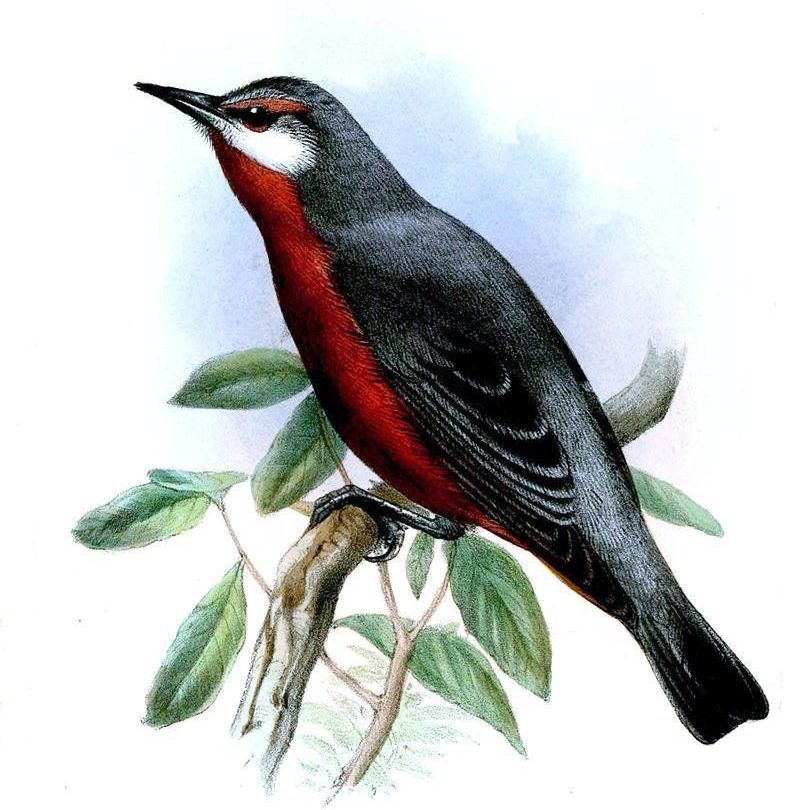 ��׶��ȸ��ͼƬ