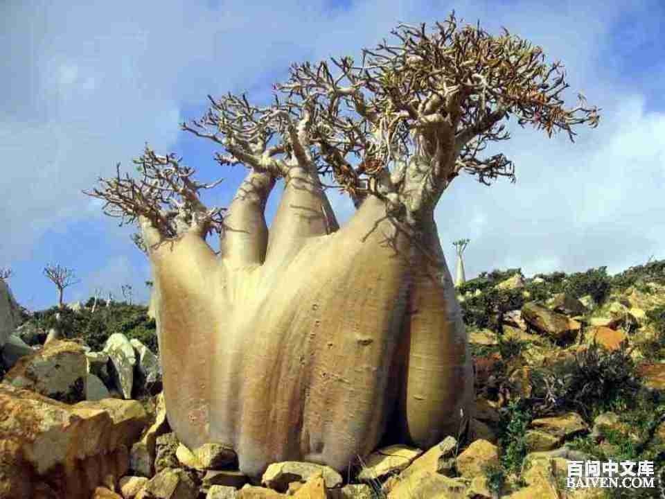 百问爆笑经典笑话大全