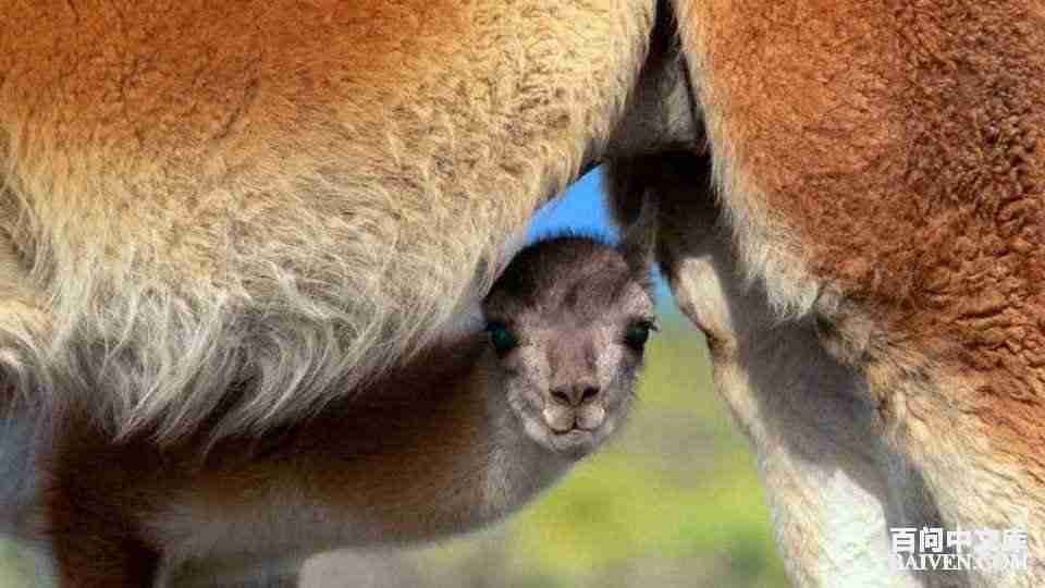 百问爆笑经典笑话大全