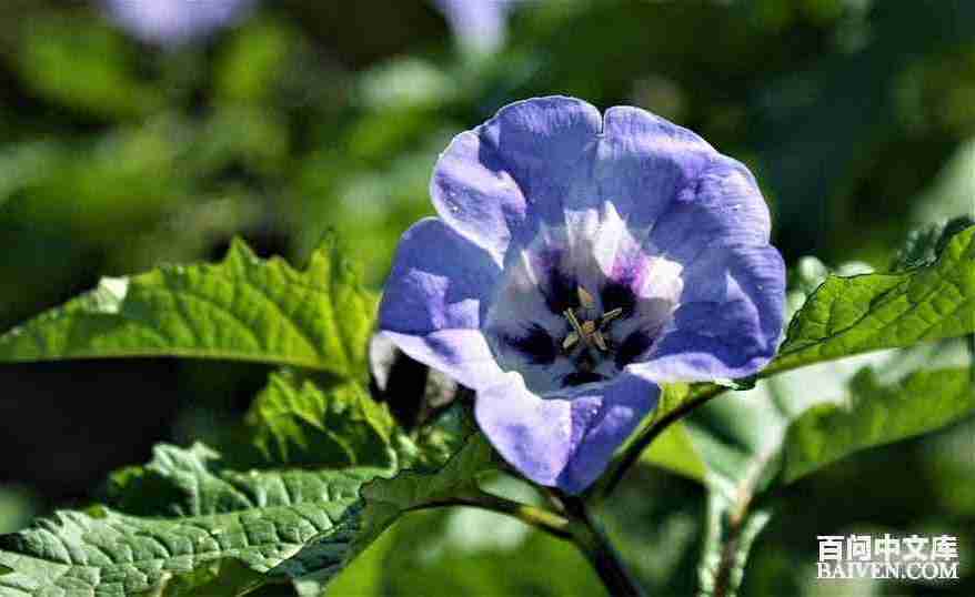 °ÙÎʱ¬Ð¦¾µäЦ»°´óÈ«