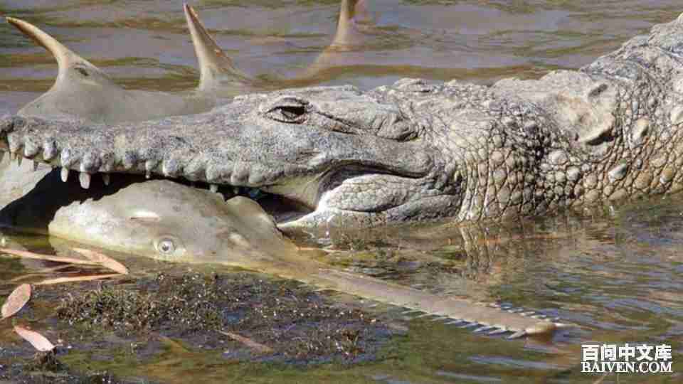 百问爆笑经典笑话大全