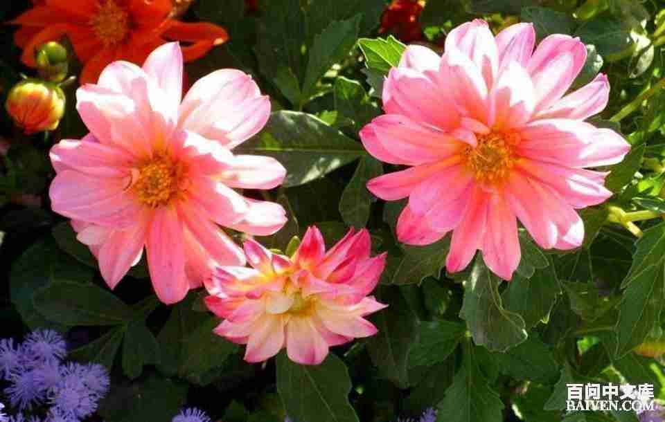 百问爆笑经典笑话大全