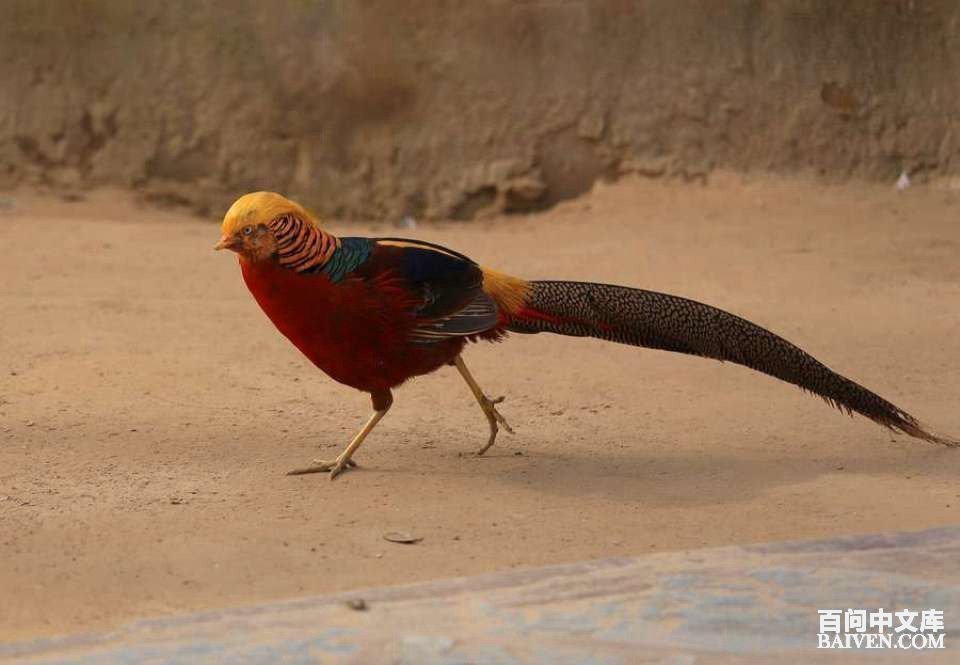 百问爆笑经典笑话大全