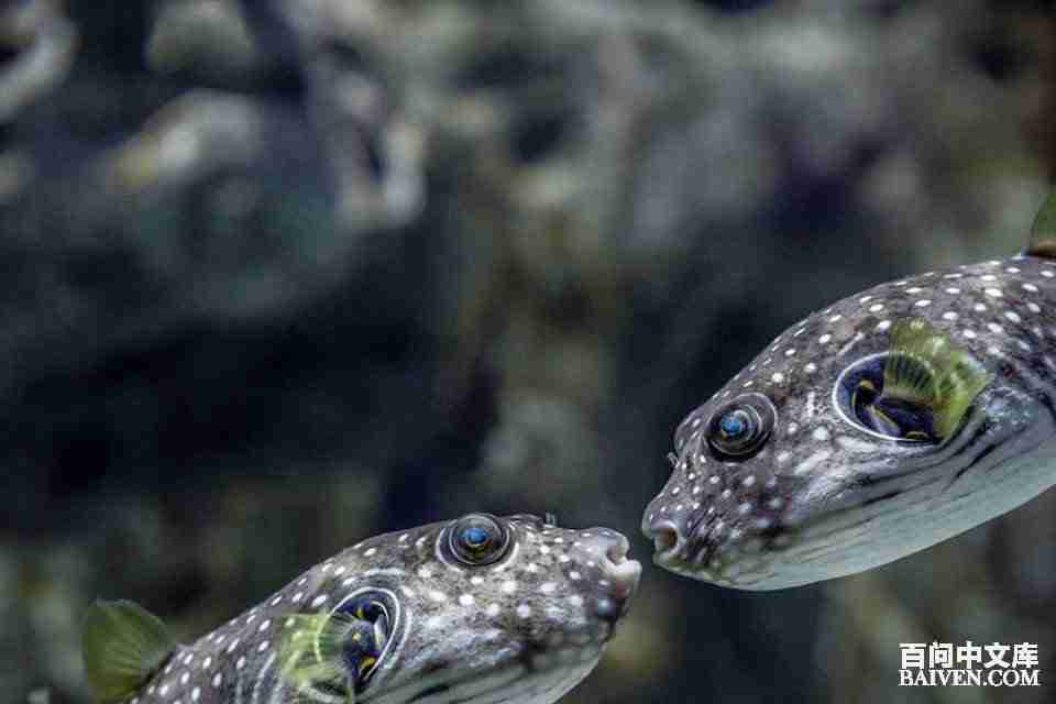 百问爆笑经典笑话大全