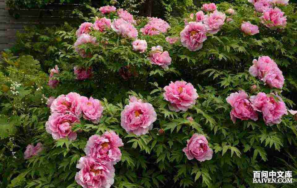 百问爆笑经典笑话大全