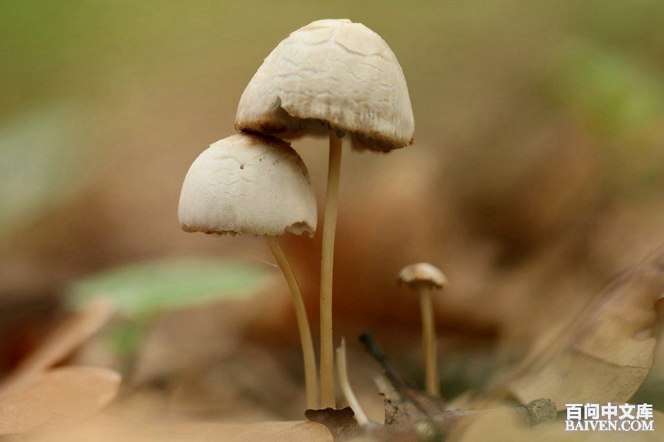 百问爆笑经典笑话大全