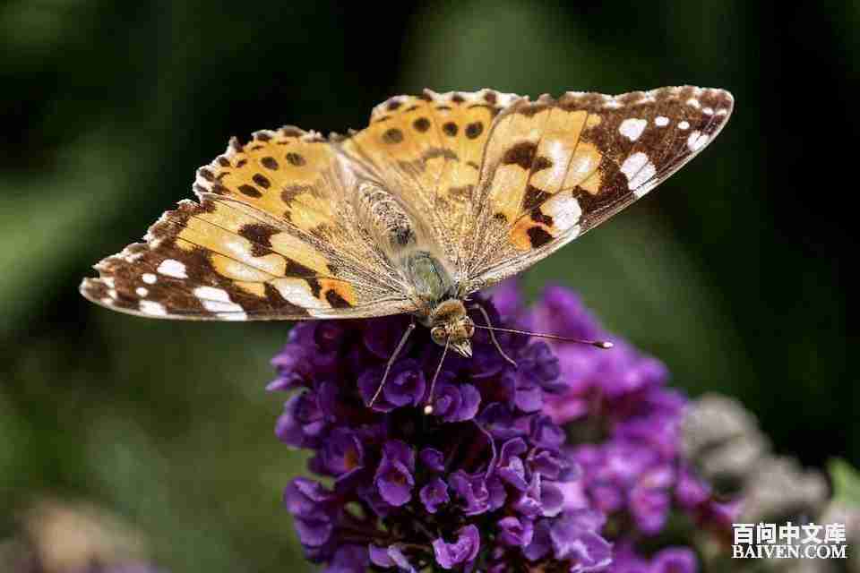 百问爆笑经典笑话大全