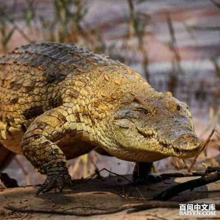 百问爆笑经典笑话大全