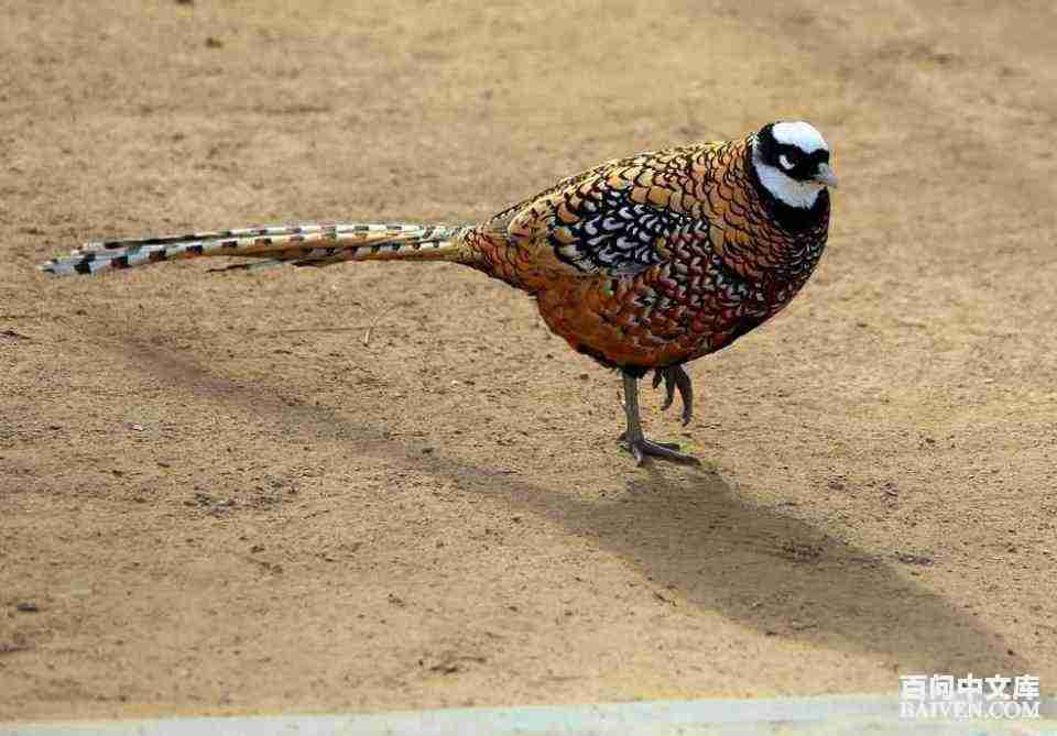 ���ʱ�Ц����Ц����ȫ