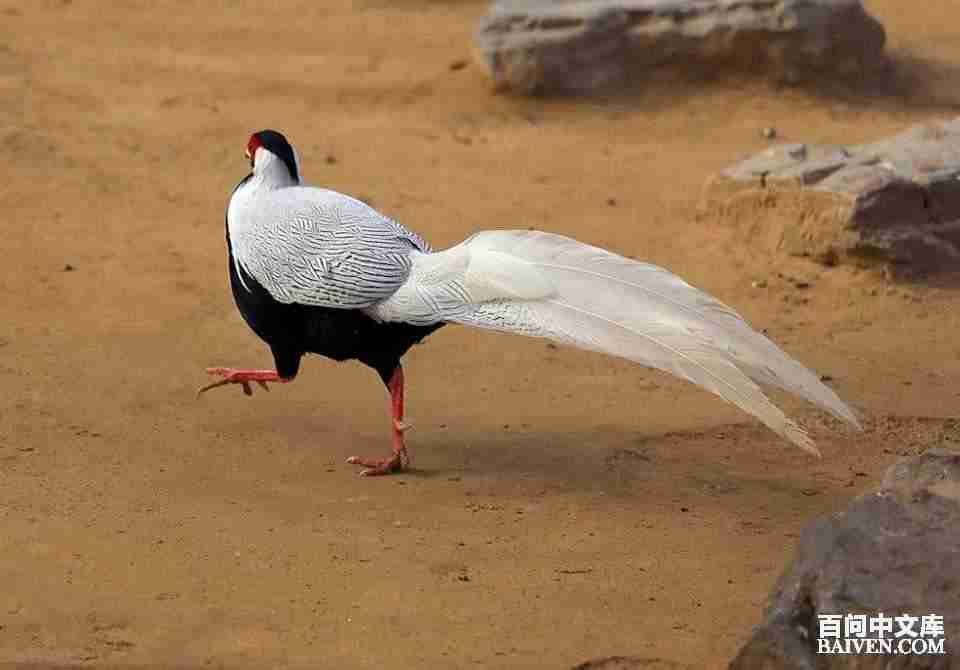 百问爆笑经典笑话大全