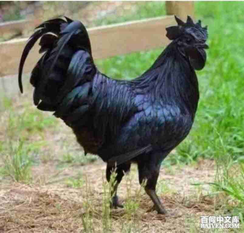 百问爆笑经典笑话大全