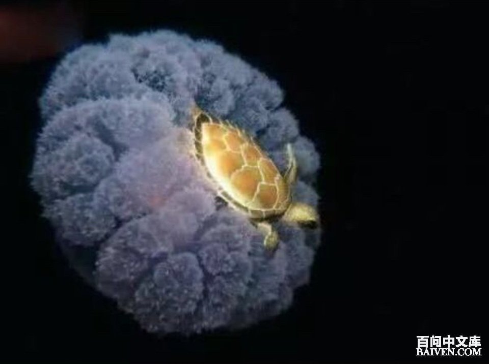 百问爆笑经典笑话大全