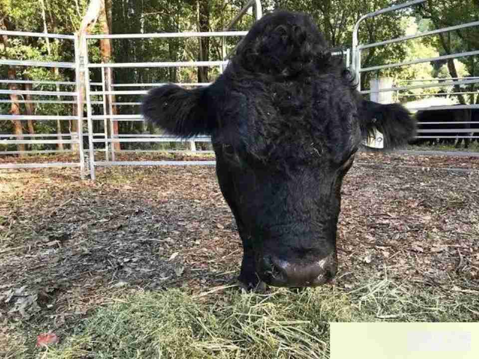 百问爆笑经典笑话大全