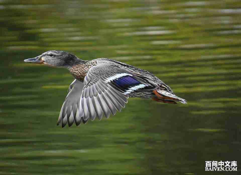 百问爆笑经典笑话大全