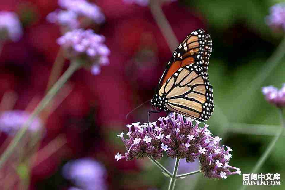 百问爆笑经典笑话大全