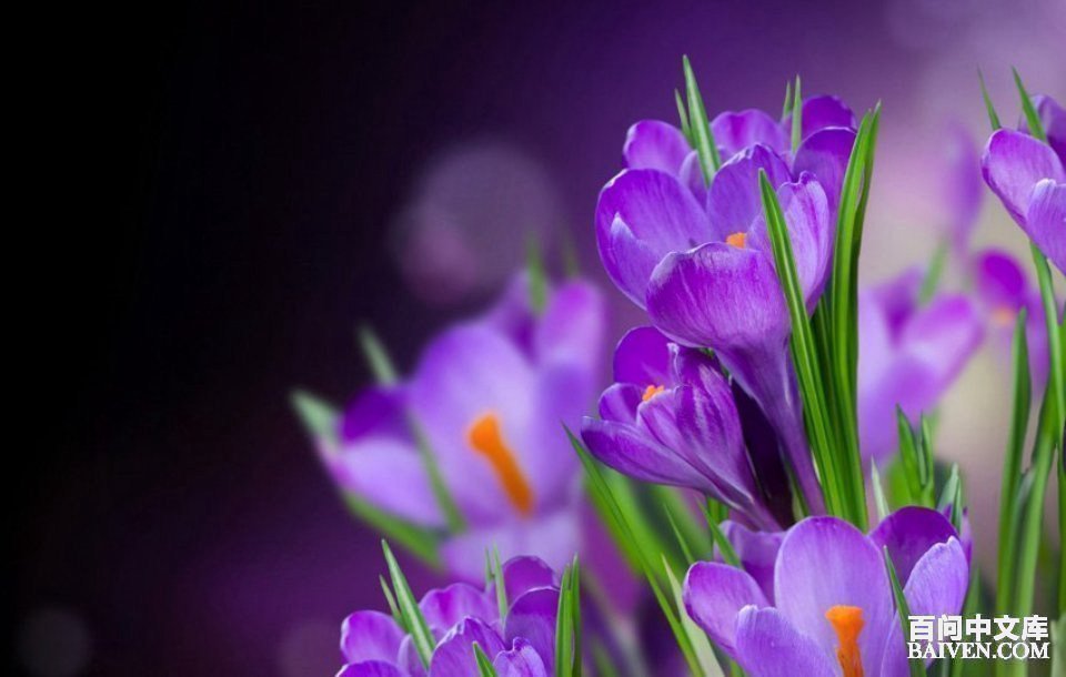 °ÙÎʱ¬Ð¦¾µäЦ»°´óÈ«