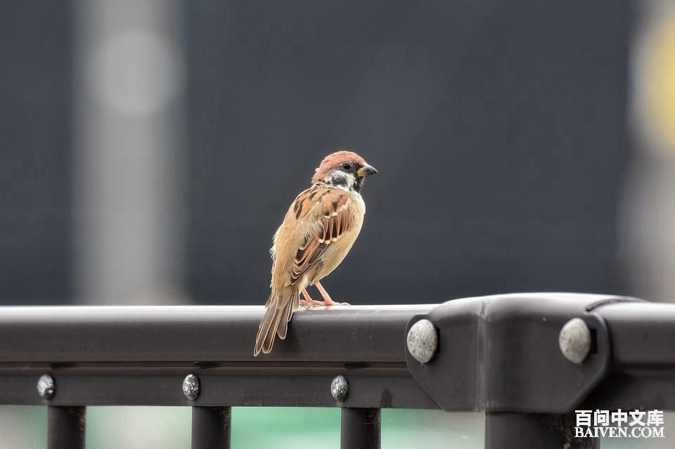 百问爆笑经典笑话大全