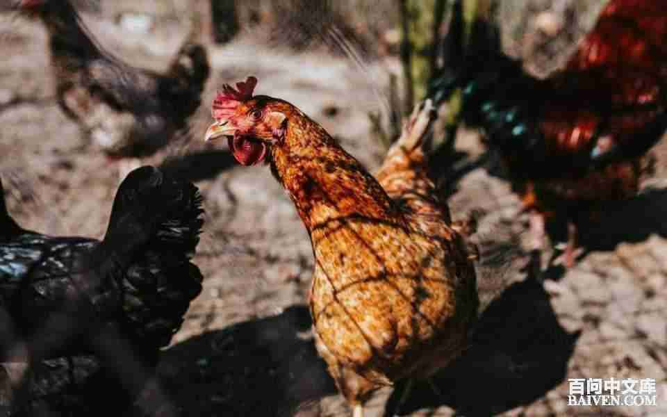 百问爆笑经典笑话大全