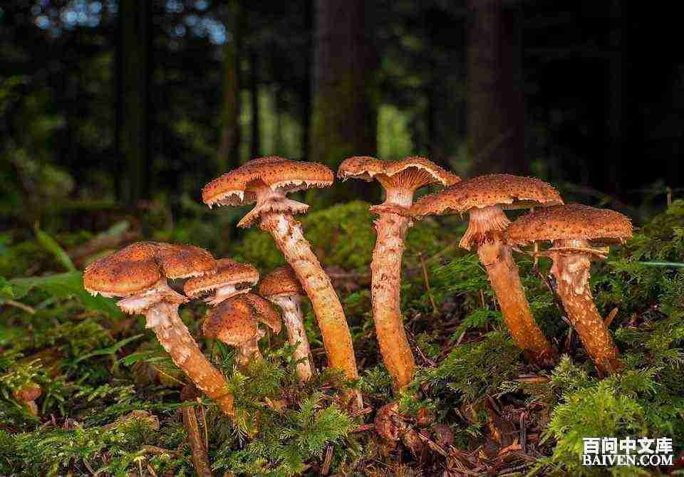 °ÙÎʱ¬Ð¦¾µäЦ»°´óÈ«