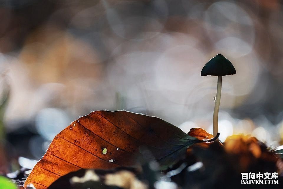 百问爆笑经典笑话大全