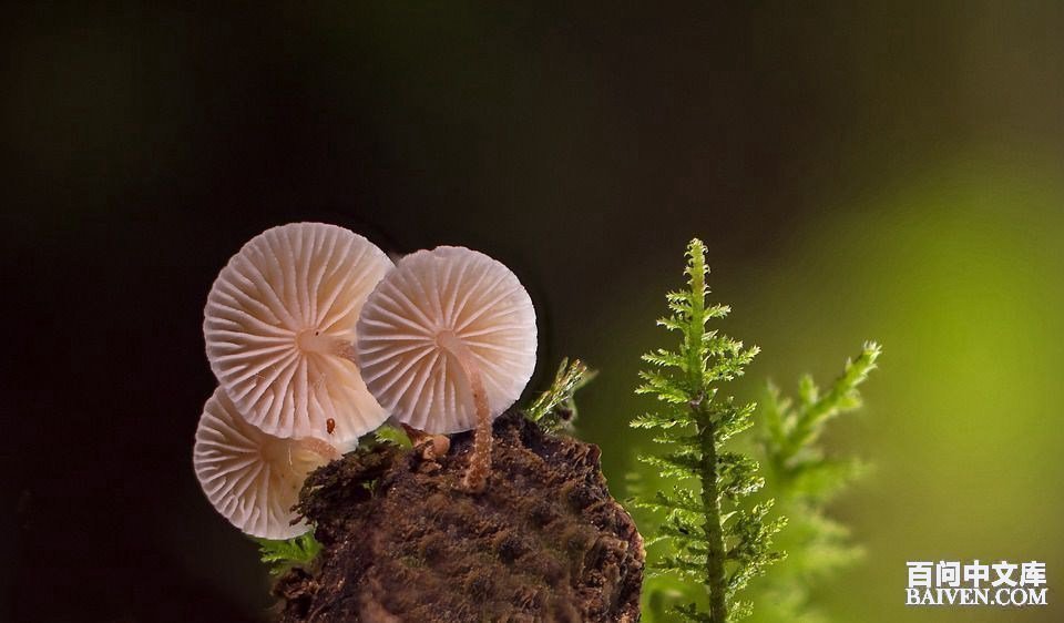 百问爆笑经典笑话大全