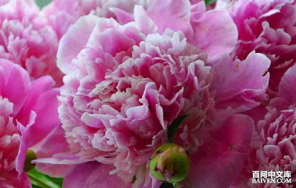 百问爆笑经典笑话大全