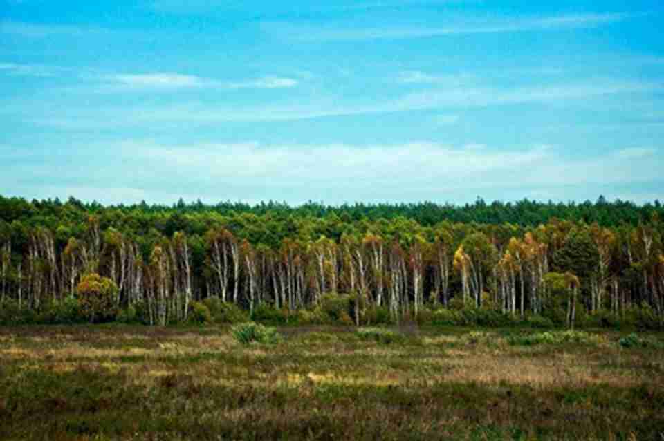 ������Τ��ԭʼɭ�ֵ����ԼΪ50��ӢĶ