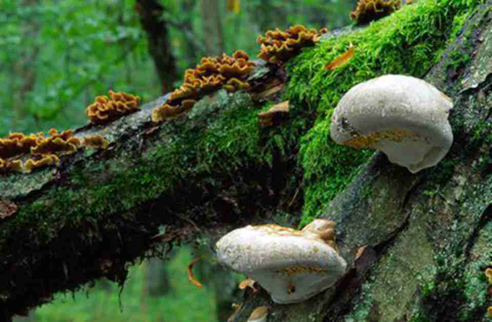 ���õ����ɺ�׹���֦�⣬Ϊ��ǧ������Ģ����̦޺�ṩӪ��