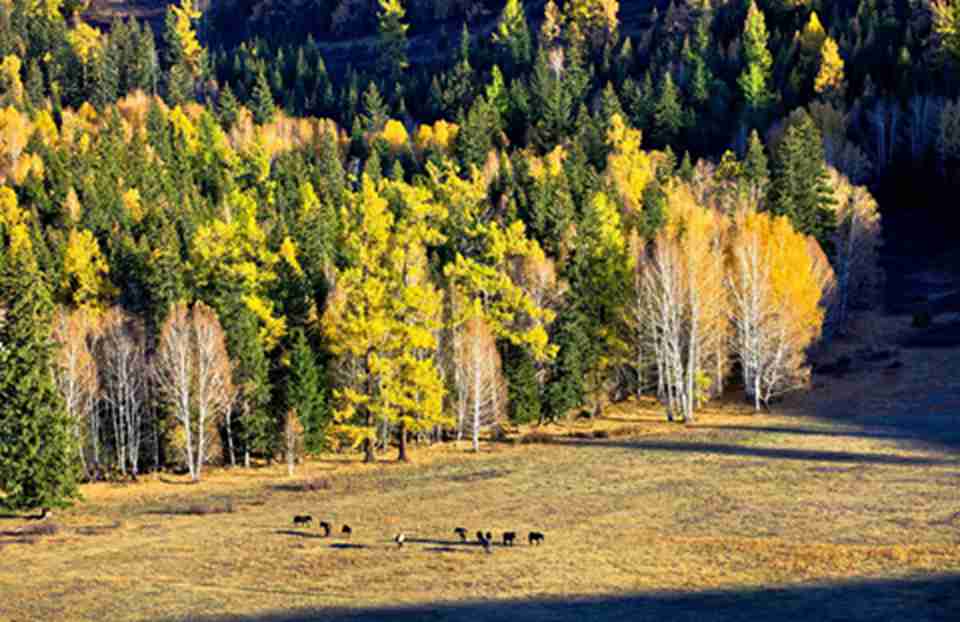 ������˹̹�������Ŵ�����������