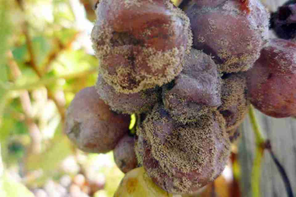 �Ƴٲ�ժ�������Ϊ�п������Ѿƴ����˴Ӵ���������ĻԻ�