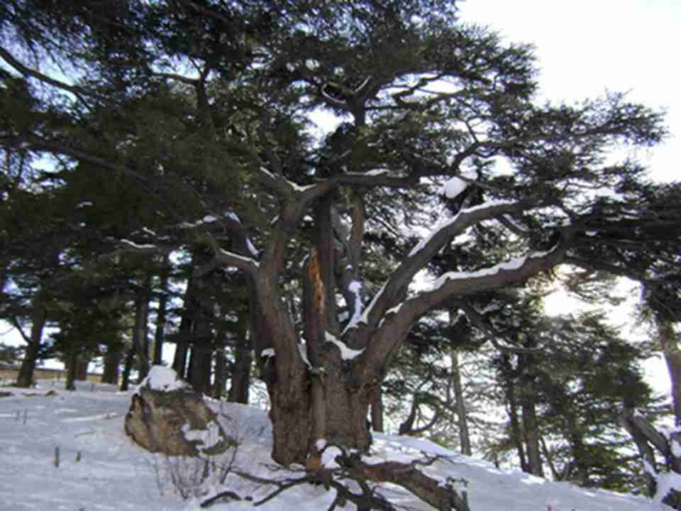 ��ɼ��ָ������һ����ɽ���Ϻ�ɽ���ϵ�ѩ��