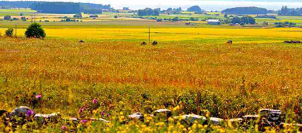 ʱ������������Ȼ�Ƿ���������ũҵ��