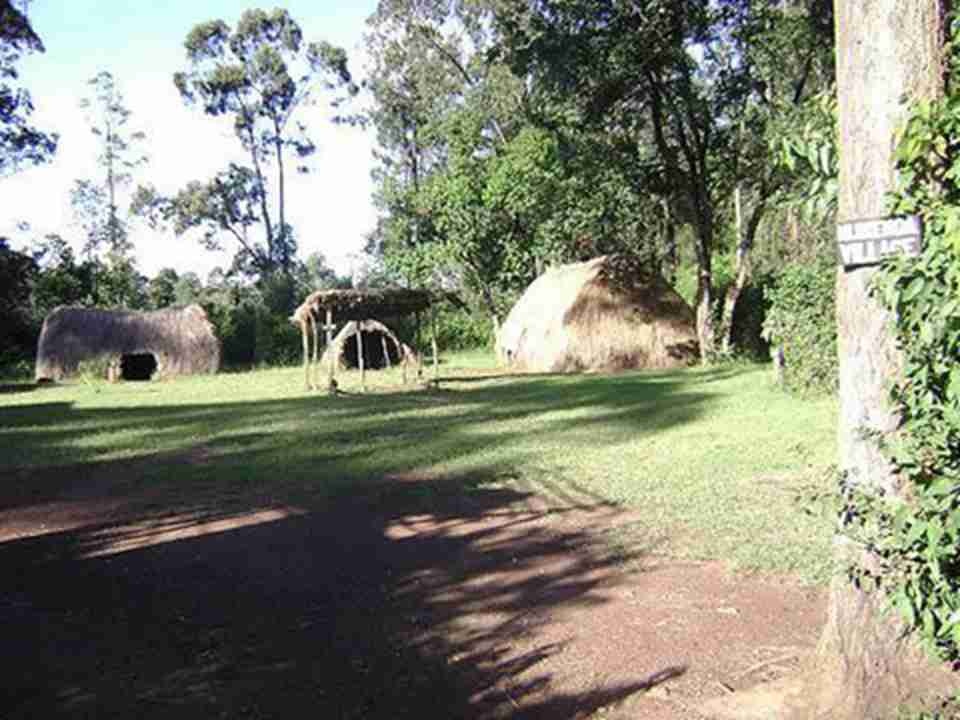 ɭ�־�ס������ɭ��