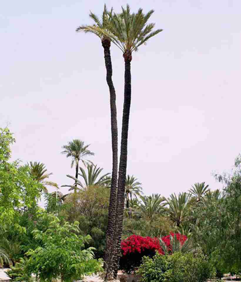 ��������ֲ��Ҭ������ʷ�൱��Զ