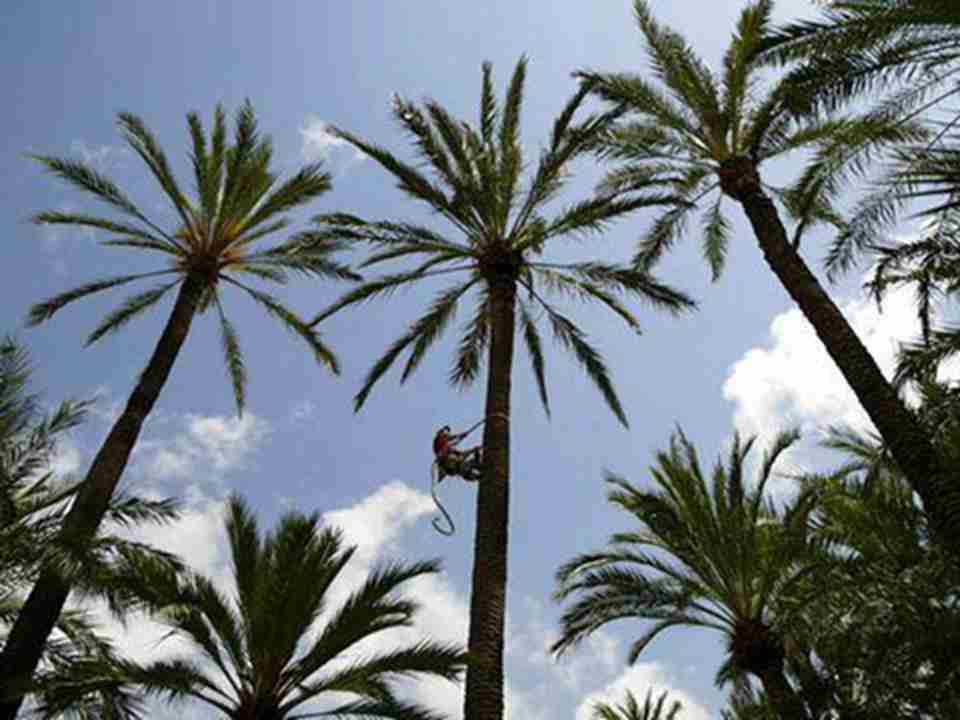 Ҭ�������ɸߴ�ֱͦ����Ҷ����״��Ҷ�Σ�ҶƬ����