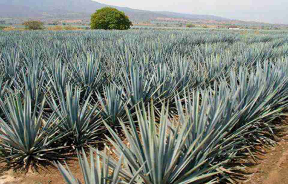 ������Χȫ����ֲ������������ֲ����Ҫ������ܳ���