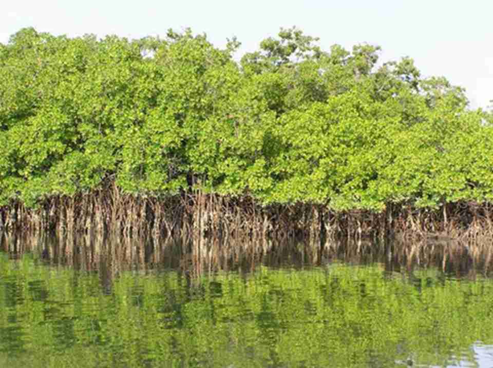 ��¬ķ�������������ڼӶ������ּ��зֲ��ĵ���֮һ