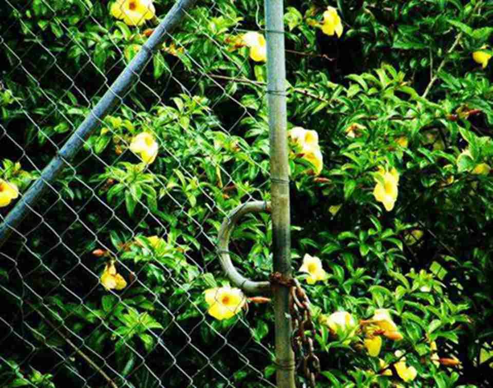 1991���о�վ�رպ󣬿��ŷ���ֹͣ�������˼�����������ֲ����