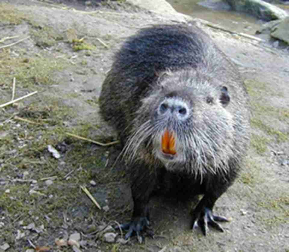 ɭ���м���ŷ�޴����������е��͵����޶��ʹ����Ϊ��һ����Ȼ��Ĵ��ͥ��