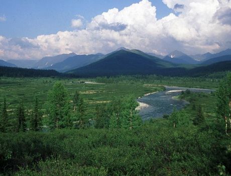 6����ԭʼɭ�ֱ�����������Ȼ�Ų���¼�����ܹ����ⱻ������Σ��