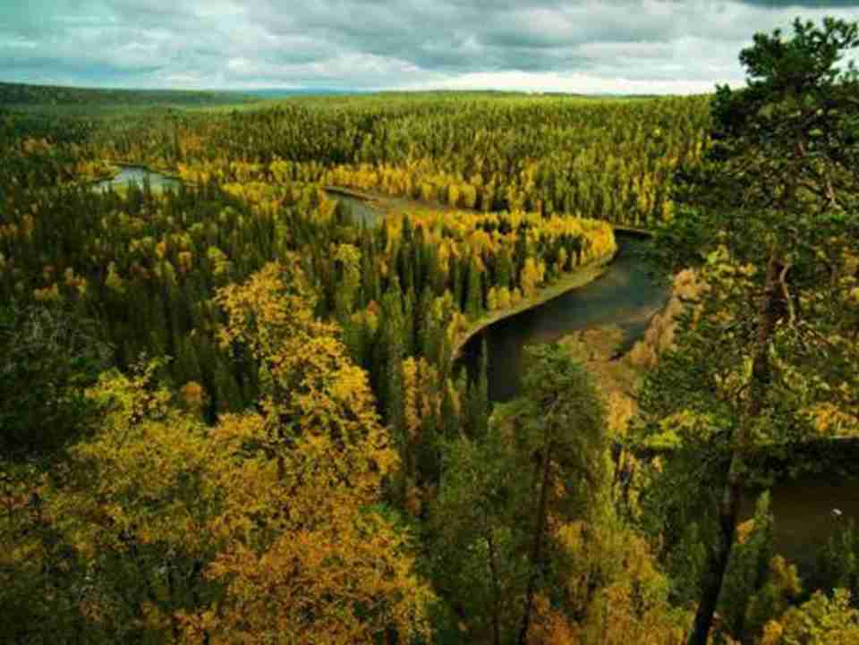 ����ԭʼɭ���������νϵ͵�ʪ������������̿޺��Խ�ۺ�Ұ���Ļ�ݮ��