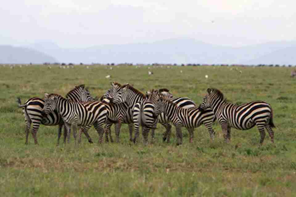 ���׸ǵٹ��ҹ�԰ 