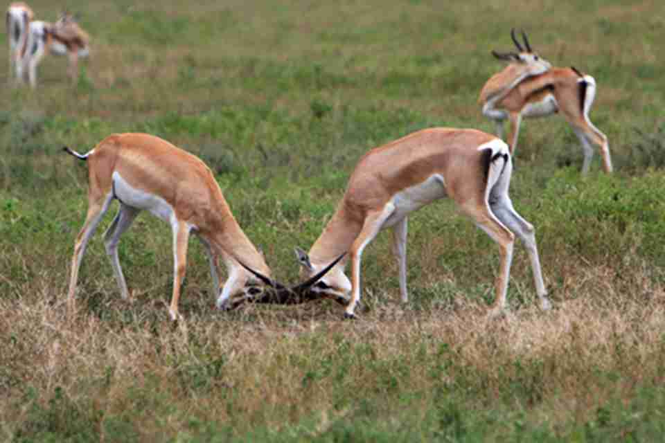 Ұ�����������