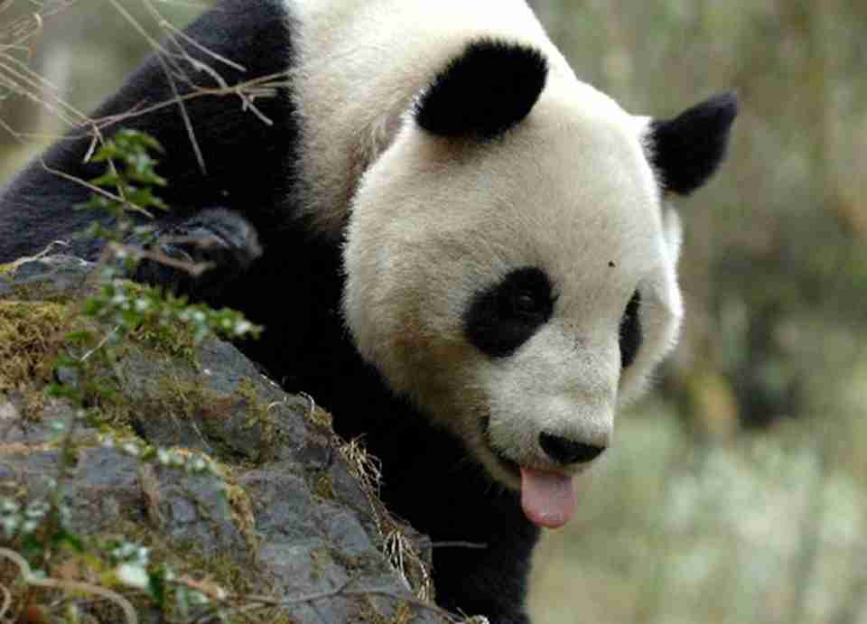 �Ĵ�����è��Ϣ��1