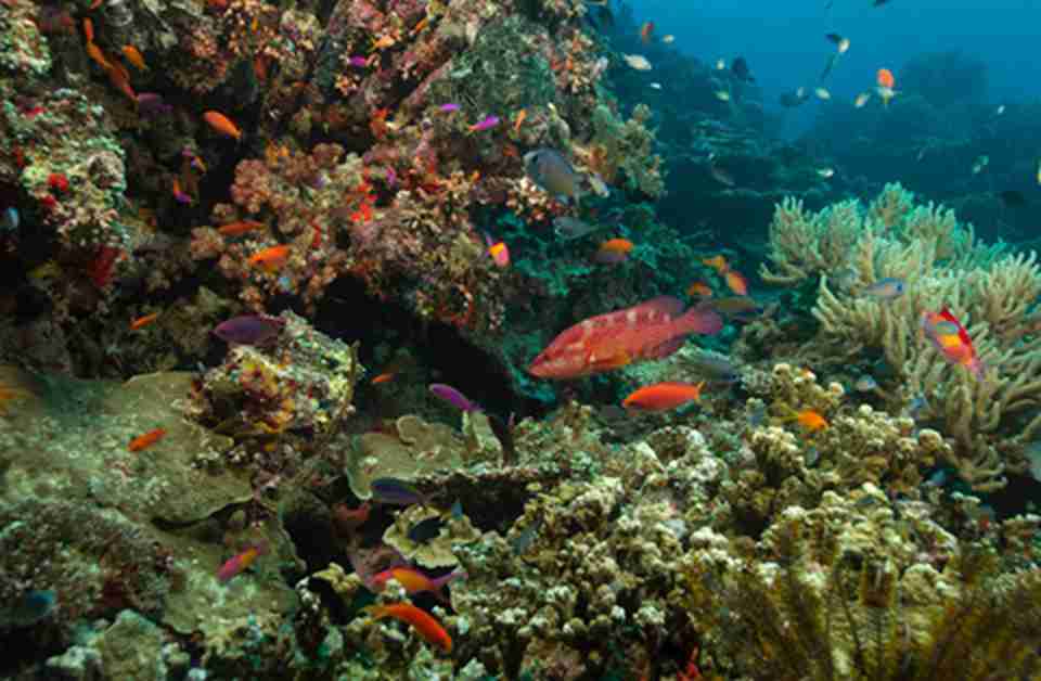 ���׵�������ɺ����