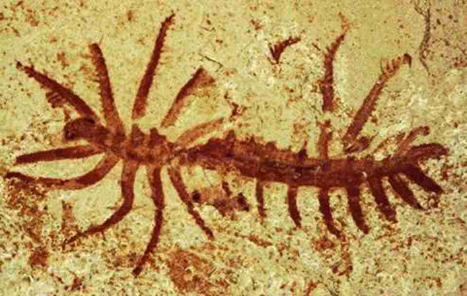 �ν���ʯ��ַ�з��ֵĹ�����ۼ�