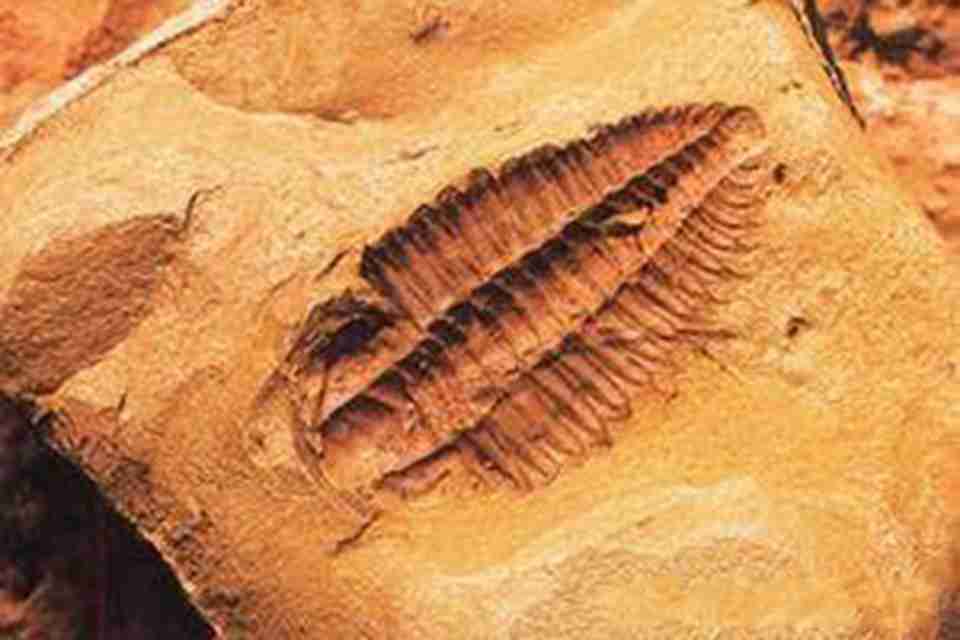 �ν�����Ⱥ�������ṩ��һ������������ϵĺ�����̬Ⱥ��ͼ