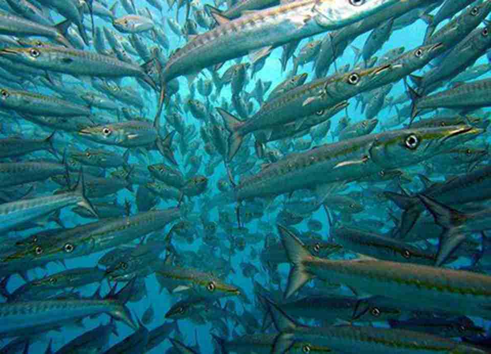 ��һ�޴�ĺ���԰���ȴ�̫ƽ�������Ľ�����