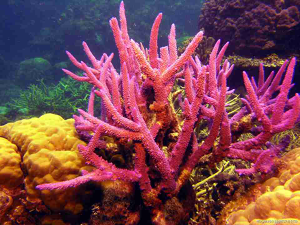 ��������25000��ֻ��˹�����졢17��ɺ��